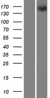 PTP rho (PTPRT) Human Over-expression Lysates NM_133170