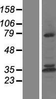 Calpain 10 (CAPN10) Human Over-expression Lysates NM_023083