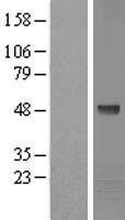Kaptin (KPTN) Human Over-expression Lysates NM_007059