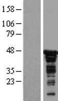 ls011140 cdc37 human over expression lysates nm 007065 wb testing 1