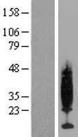 ls011142 pkig human over expression lysates nm 181804 wb testing 3