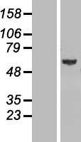 GLMN Human Over-expression Lysates NM_053274