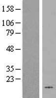 ls011147 hhla3 human over expression lysates nm 001031693 wb testing 1