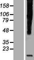 ls011147 hhla3 human over expression lysates nm 001036646 wb testing 3
