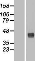 ls011152 wdr45 human over expression lysates nm 007075 wb testing 1