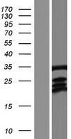 LDB3 Human Over-expression Lysates NM_001080116
