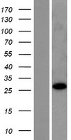 ls011158 rabl2b human over expression lysates nm 001130923 wb testing 2