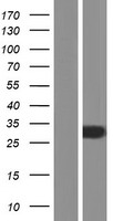 ls011158 rabl2b human over expression lysates nm 007081 wb testing 1