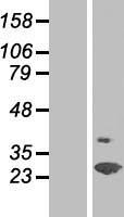 ls011160 spfh2 erlin2 human over expression lysates nm 007175 wb testing 1