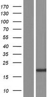 FAM107A Human Over-expression Lysates NM_001076778