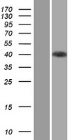 Unrip (STRAP) Human Over-expression Lysates NM_007178