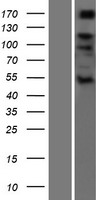 ls011174 adamts6 human over expression lysates nm 197941 wb testing 1