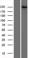 BAZ2A Human Over-expression Lysates NM_013449
