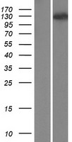 ls011180 wdr6 human over expression lysates nm 018031 wb testing 1