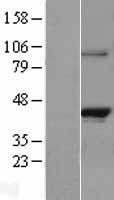 RASSF1 Human Over-expression Lysates NM_007182