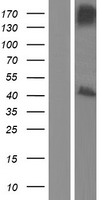 ls011186 rassf1 human over expression lysates nm 170714 wb testing 4