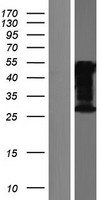 ls011189 celf3 human over expression lysates nm 001172649 wb testing 1