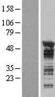 ls011189 celf3 human over expression lysates nm 007185 wb testing 2