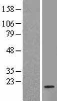 RPL35 Human Over-expression Lysates NM_007209
