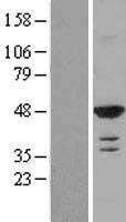 RASSF8 Human Over-expression Lysates NM_007211