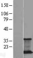 JM4 (PRAF2) Human Over-expression Lysates NM_007213