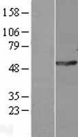 ls011232 polg2 human over expression lysates nm 007215 wb testing 1