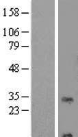 ls011237 rnf24 human over expression lysates nm 007219 wb testing 1