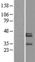 Neurexophilin 3 (NXPH3) Human Over-expression Lysates NM_007225