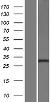 NXPH2 Human Over-expression Lysates NM_007226