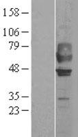 GPR44 (PTGDR2) Human Over-expression Lysates NM_004778