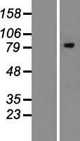 MAN1B1 Human Over-expression Lysates NM_016219