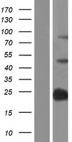 ls011262 sp140 human over expression lysates nm 001005176 wb testing 1