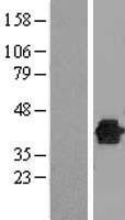 ls011266 dusp12 human over expression lysates nm 007240 wb testing 1