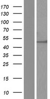 DDX19B Human Over-expression Lysates NM_001014451