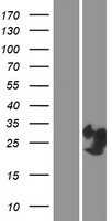 PRR4 Human Over-expression Lysates NM_001098538