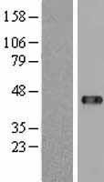 UBP43 (USP18) Human Over-expression Lysates NM_017414