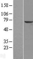 ls011275 klhl2 human over expression lysates nm 007246 wb testing 1