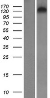 ls011276 synrg human over expression lysates nm 007247 wb testing 1