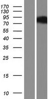 POU6F2 Human Over-expression Lysates NM_001166018
