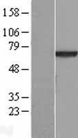 VPS45A (VPS45) Human Over-expression Lysates NM_007259