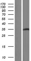 ls011321 xab1 gpn1 human over expression lysates nm 001145049 wb testing 2