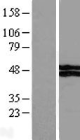 VSIG4 Human Over-expression Lysates NM_007268