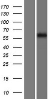 FKBP9 Human Over-expression Lysates NM_007270