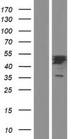 ls011332 acot7 human over expression lysates nm 181864 wb testing 2