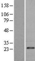 ls011333 pdap1 human over expression lysates nm 014891 wb testing 1