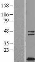 TUSC2 Human Over-expression Lysates NM_007275