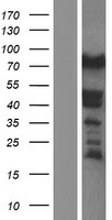 ls011346 synaptopodin synpo human over expression lysates nm 001109974 wb testing 1