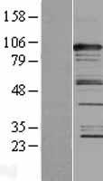 ls022794 casc3 human over expression lysates nm 007359 wb testing 1