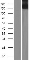 ls022801 itga11 human over expression lysates nm 001004439 wb testing 1