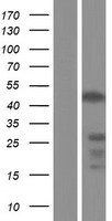 ls022806 ikzf3 human over expression lysates nm 183232 wb testing 3